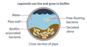 Legionella